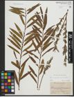 Foto von Salix purpurea L. x Salix viminalis L.